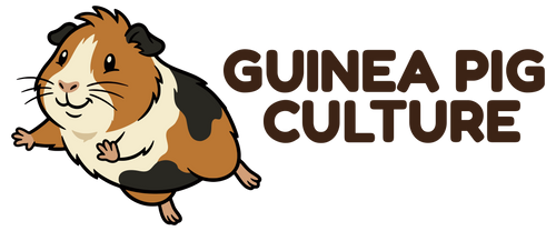 Guinea Pig Culture
